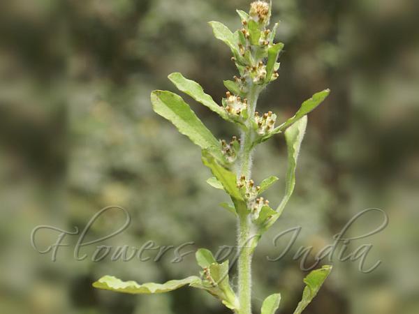 Pennsylvania Cudweed